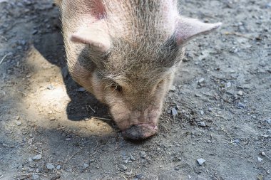 Arka planda toprak olan Vietnam domuzunun yakın çekim.