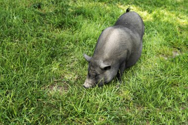 Arka planda toprak olan Vietnam domuzunun yakın çekim.