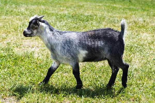 Ziege frei in den Bergen Spaniens. — Stockfoto