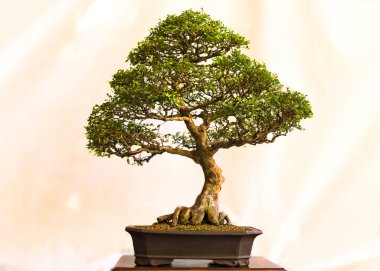 Beyaz arka planlı tipik bonsai ağacı.
