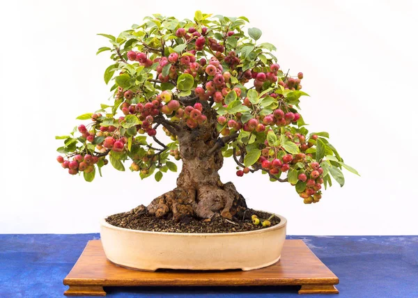Bir elma ağacından alınan küçük bonsai ağacı.
