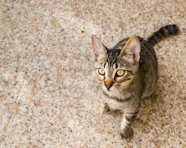 Katzenporträt im Vordergrund auf Terrazzo-Hintergrund. — Stockfoto
