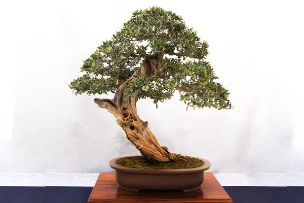Küçük bonsai ağacı bir tencereye yerleştirilir.