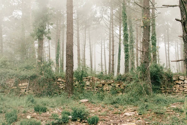 Floresta Com Árvores Altas Meio Nevoeiro — Fotografia de Stock