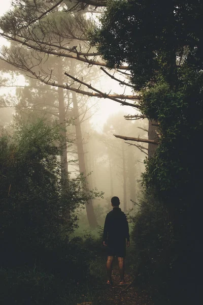 Pessoa Entrando Caminho Montanha Entre Árvores Que Entra Névoa — Fotografia de Stock