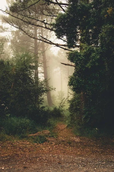 Caminho Montanha Entre Árvores Que Vai Para Floresta Com Nevoeiro — Fotografia de Stock