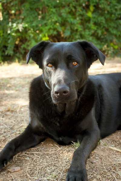 Πορτρέτο Ενός Μαύρου Σκύλου Της Φυλής Μαύρο Λαμπραντόρ — Φωτογραφία Αρχείου