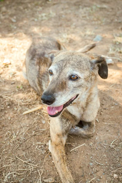 Porträt Eines Grauen Hundes Auf Dem Feld — Stockfoto