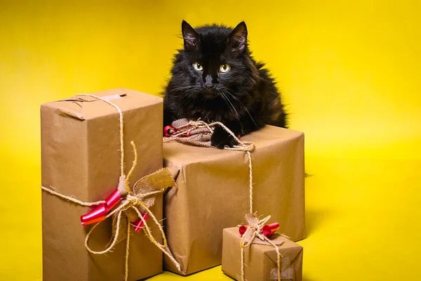 Μαύρη Γάτα Κάθεται Μεταξύ Χριστουγεννιάτικα Δώρα Κίτρινο Φόντο — Φωτογραφία Αρχείου