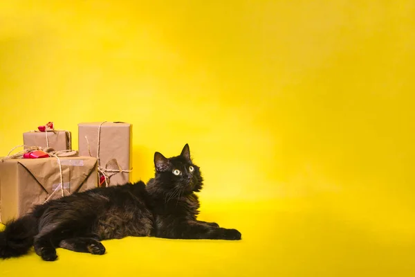 Μαύρη Γάτα Κάθεται Μεταξύ Χριστουγεννιάτικα Δώρα Κίτρινο Φόντο — Φωτογραφία Αρχείου