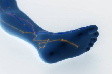 İnsan bacak tıbbi akupunktur modeli