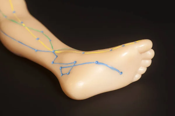 Modelo médico de acupuntura da perna humana — Fotografia de Stock