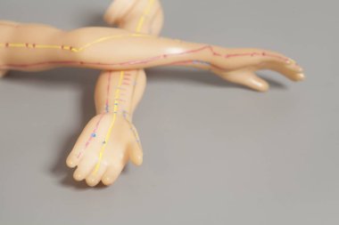 Tıbbi akupunktur model gri arka plan üzerinde insan eli