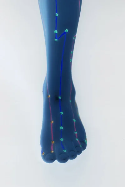 Lékařské Akupunkturní Model Lidské Nohy Izolovaných Bílém Pozadí — Stock fotografie