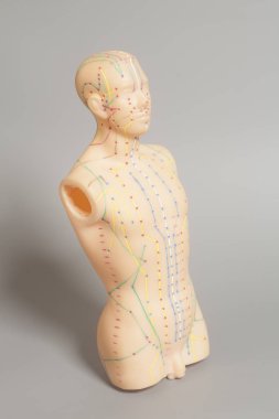 İnsan gri arka plan üzerinde tıbbi akupunktur modeli