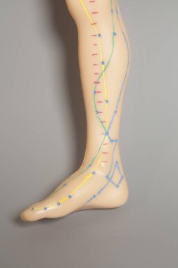 Tıbbi akupunktur modeli gri arka plan üzerinde insan bacak