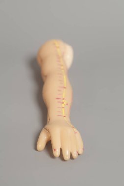 Tıbbi akupunktur model gri arka plan üzerinde insan eli