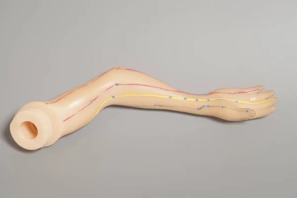 Model Akupunktur Medis Tangan Manusia Dengan Latar Belakang Abu Abu — Stok Foto