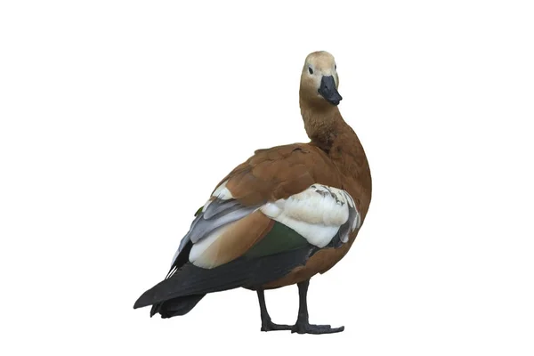 Brown Mallard Duck Isolated White Background — Stock Photo, Image