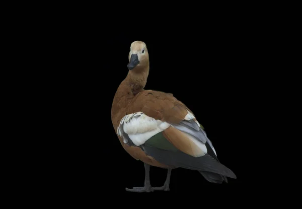 Brown Mallard Duck Isolated Black Background — Stock Photo, Image