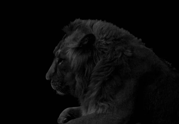 Lion Portrait Black White Black Background — Stock Photo, Image