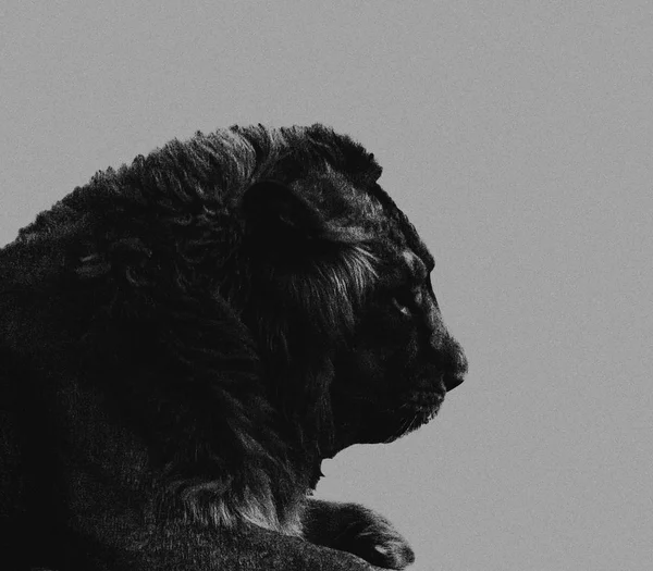 Lion Portret Zwart Wit Geïsoleerd Witte Achtergrond — Stockfoto