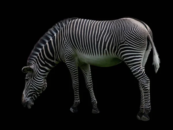 Afrikaanse Wilde Zebra Geïsoleerd Zwarte Achtergrond — Stockfoto