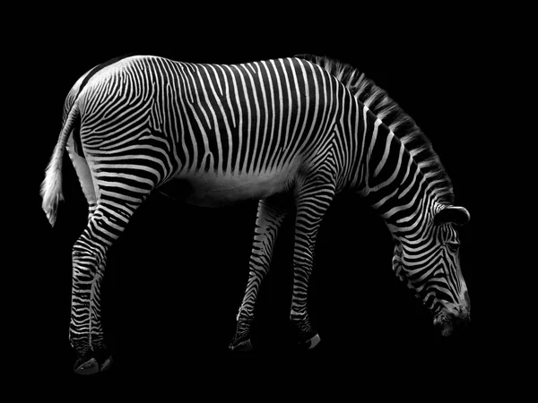 Zebra Liar Afrika Terisolasi Latar Belakang Hitam — Stok Foto