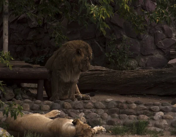 ライオンと雌ライオンの洞窟近くのサファリパークに — ストック写真
