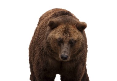 Eurasian brown bear isolated on white background clipart