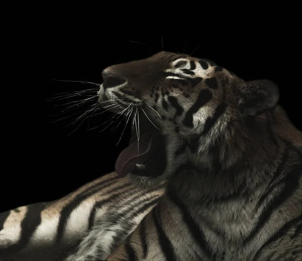Θυμωμένος Τίγρη Growling Απομονώνονται Μαύρο Φόντο — Φωτογραφία Αρχείου