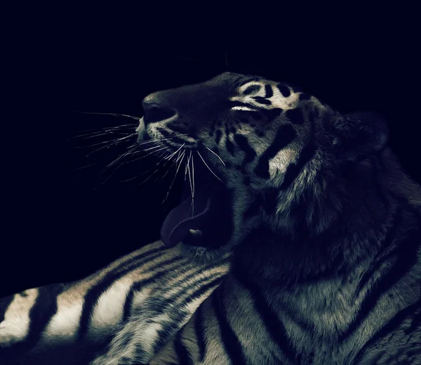 Enojado Gruñendo Tigre Blanco Negro Aislado Sobre Fondo Negro — Foto de Stock