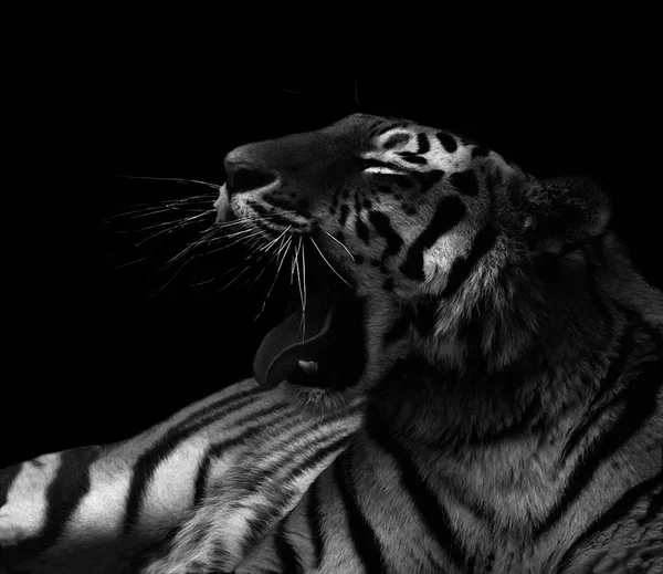 Enojado Gruñendo Tigre Blanco Negro Aislado Sobre Fondo Negro — Foto de Stock