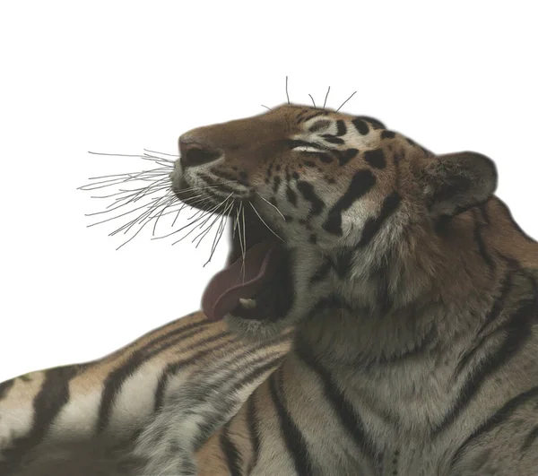 Θυμωμένος Growling Τίγρη Που Απομονώνονται Λευκό Φόντο — Φωτογραφία Αρχείου