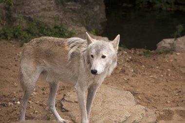 Gri kurt mağaranın safari Parkı