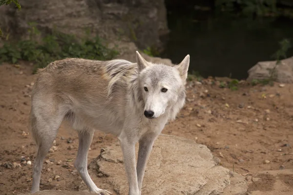 Lobo Cinzento Parque Safári Perto Caverna — Fotografia de Stock