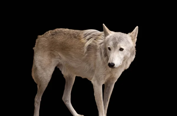 Šedý vlk izolované na černém pozadí — Stock fotografie