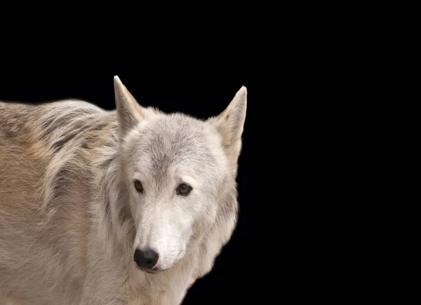 Grauwolf isoliert auf schwarz — Stockfoto