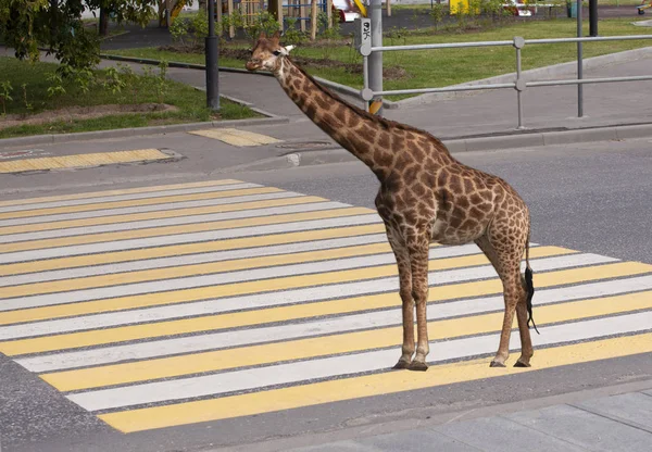 Giraffa Piedi Sul Traffico Pedonale Zebra Attraversamento Strada Città — Foto Stock