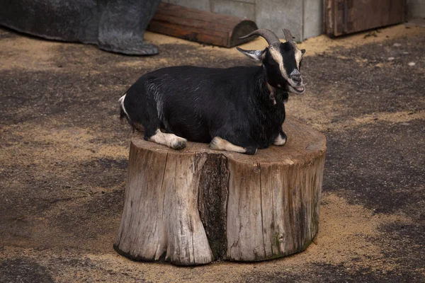 Carino capra nera seduta su un ceppo — Foto Stock