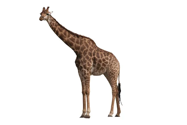 Afrikaanse Giraffe Geïsoleerd Een Witte Achtergrond — Stockfoto