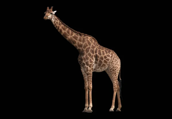 Giraffa Africana Isolata Sfondo Nero — Foto Stock