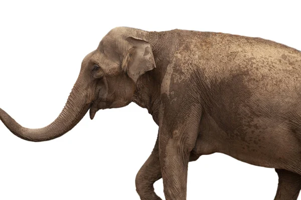 Африканский Слон Изолирован Белом Фоне — стоковое фото