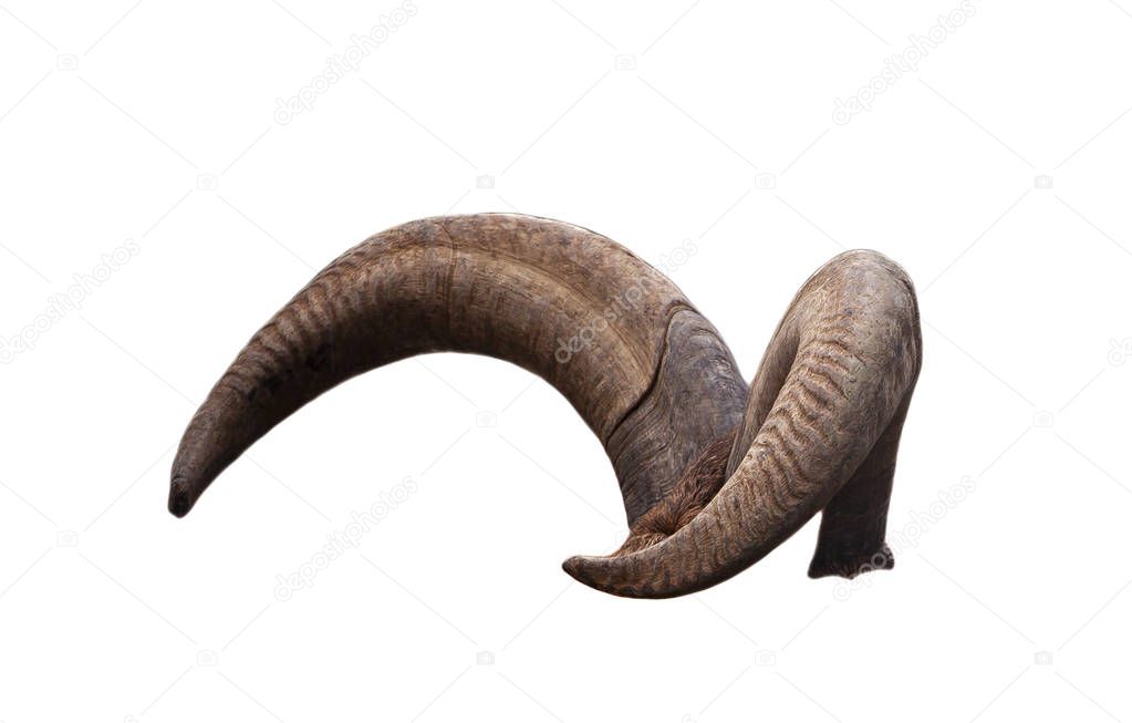 pair of brown goat horns isolated on white background