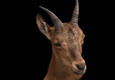 Şirin kahverengi keçi Isolated siyah arka plan üzerinde portresi