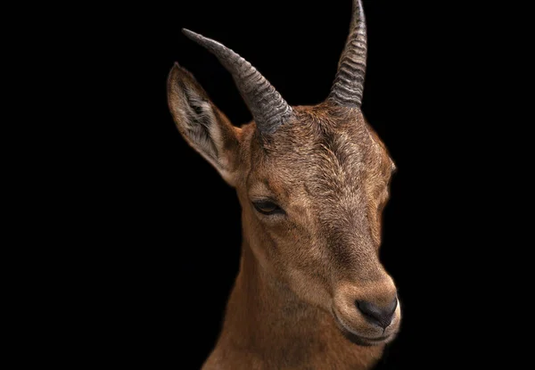 Retrato Cabra Marrom Bonito Isolado Fundo Preto — Fotografia de Stock