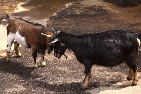 Brown and black goat butting heads