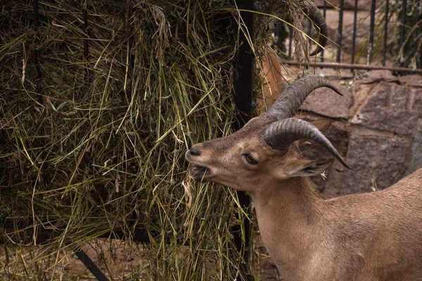 Roztomilý Hnědá Koza Jíst Trávu Safari Parku — Stock fotografie