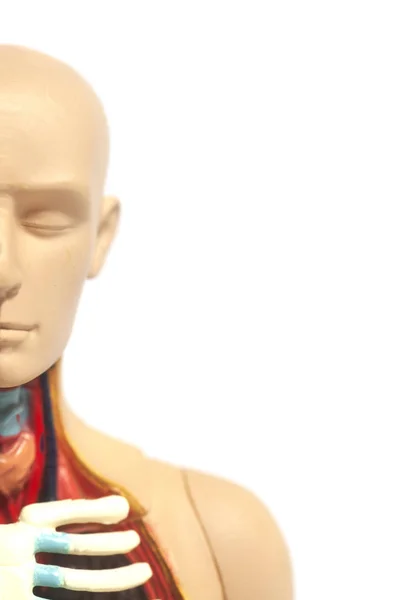 Emberi Test Anatómiáját Modell Elszigetelt Fehér Background — Stock Fotó