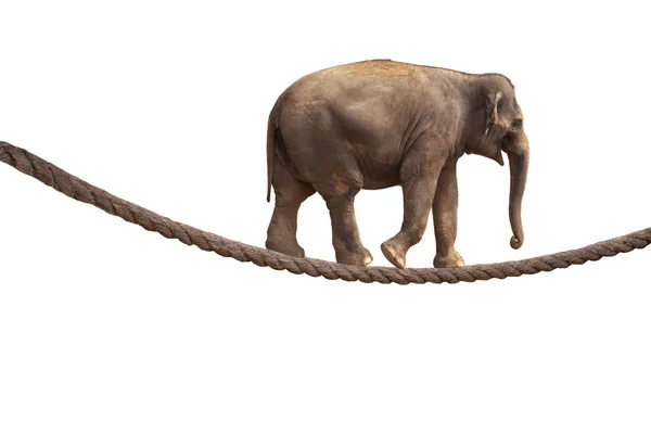 Acrobat Elephant Walking Rope Isolado Fundo Branco — Fotografia de Stock